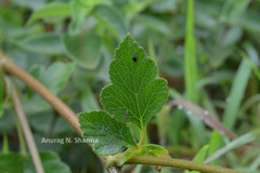 Pimpinella wallichiana